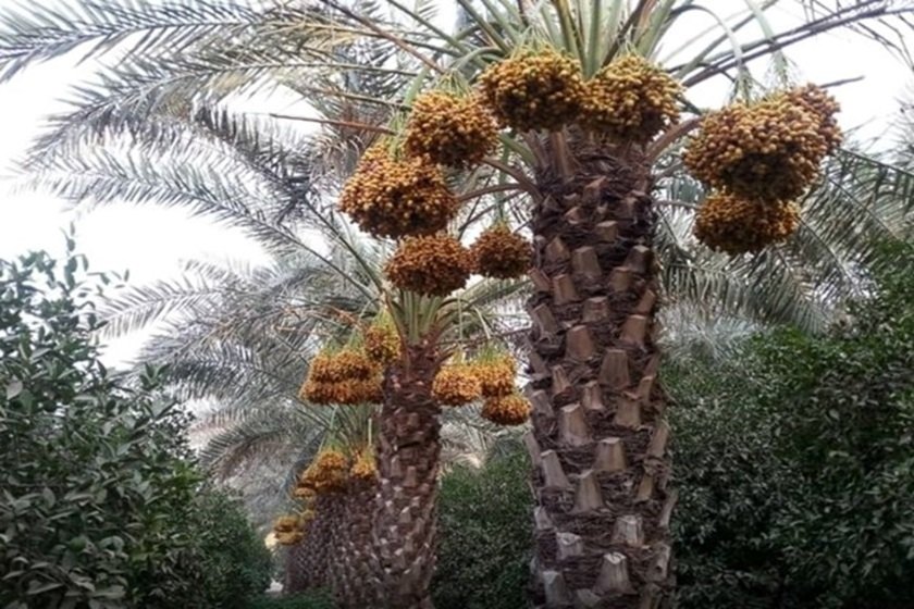 جشنواره نخل و خرما در قشم