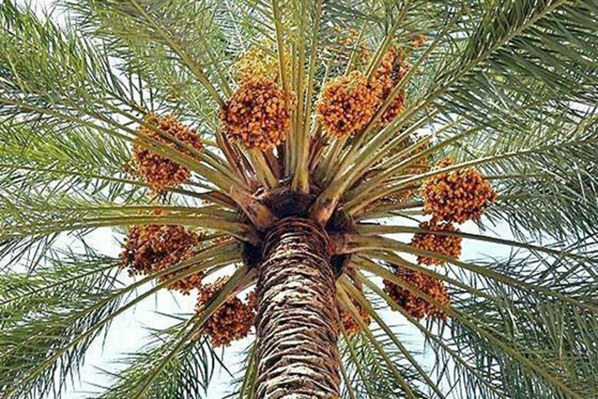 خرما سوغاتی قشم